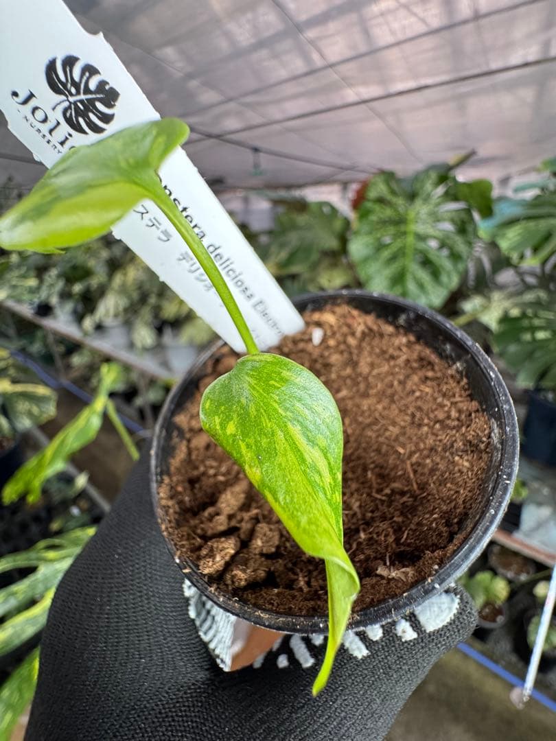 3 モンステラ　エレクトロライト　組織培養苗　順化済