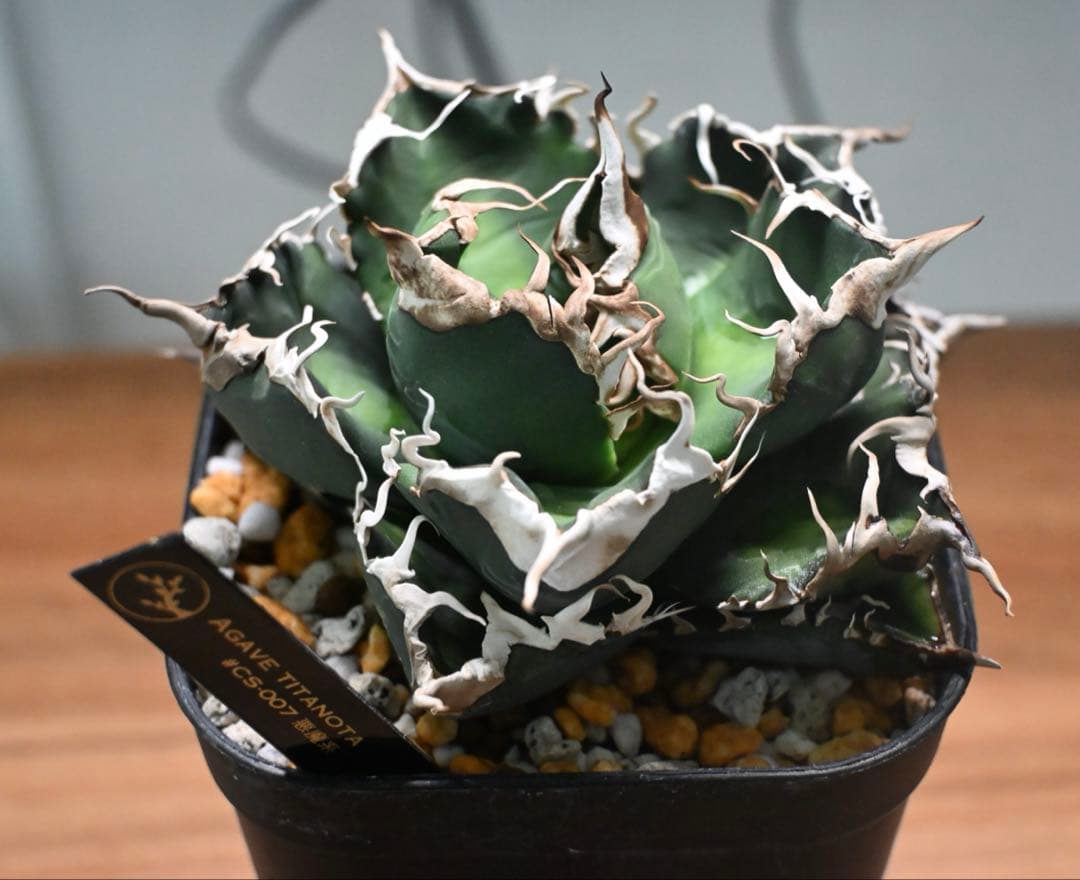 【子株】AGAVE TITANOTA #CS-007 悪魔系