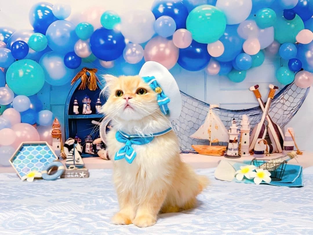 背景布×7+1　ペット撮影用フォトブース　トリミングチョーカー販売中　夏、秋、冬