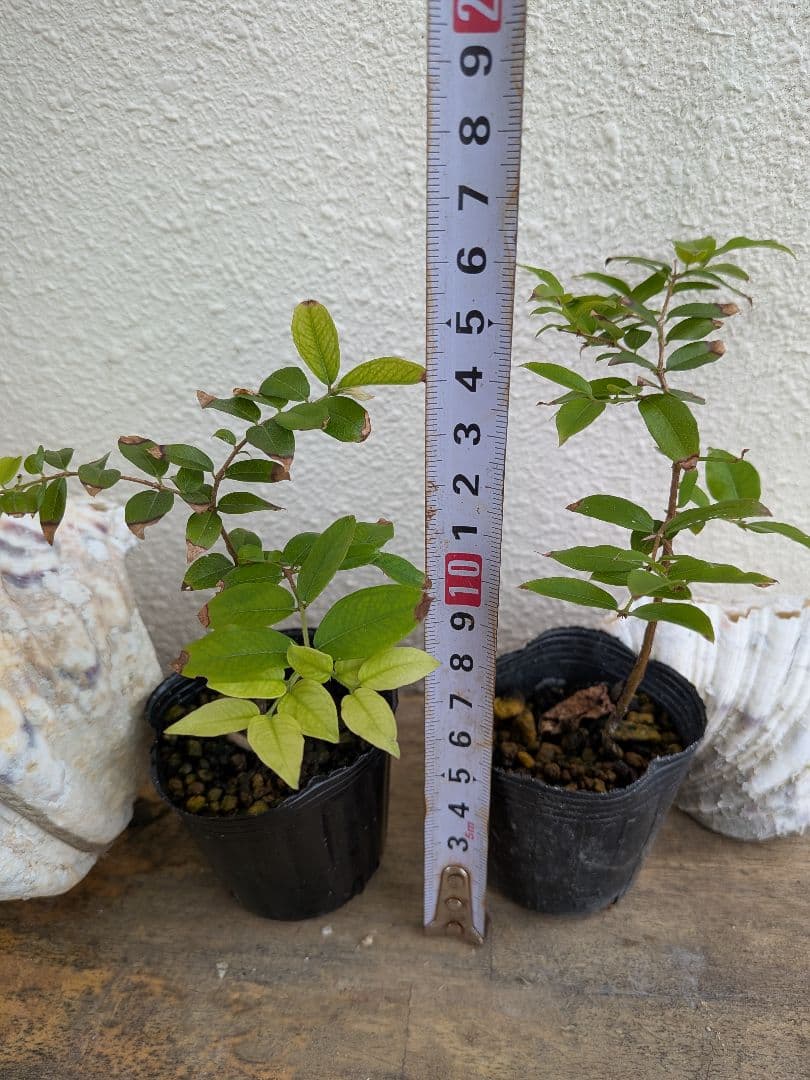 ジャボチカバ実生苗、15鉢セット 約10cm