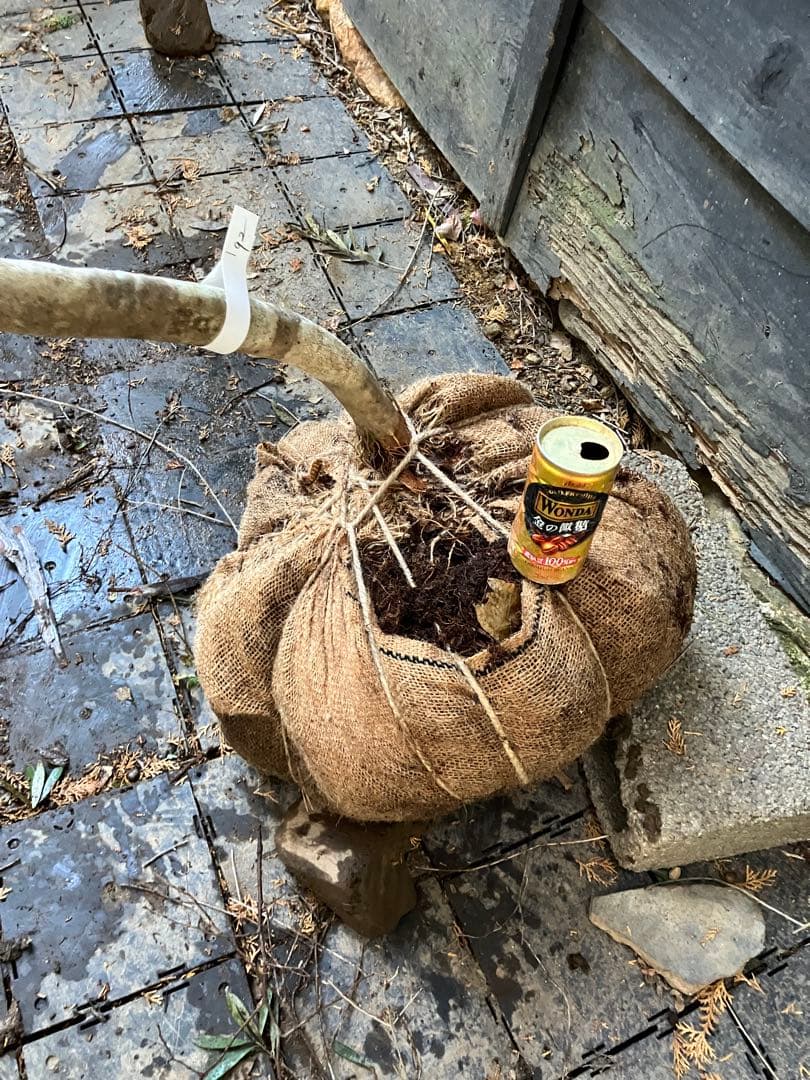 92 山採り　ミツバツツジ