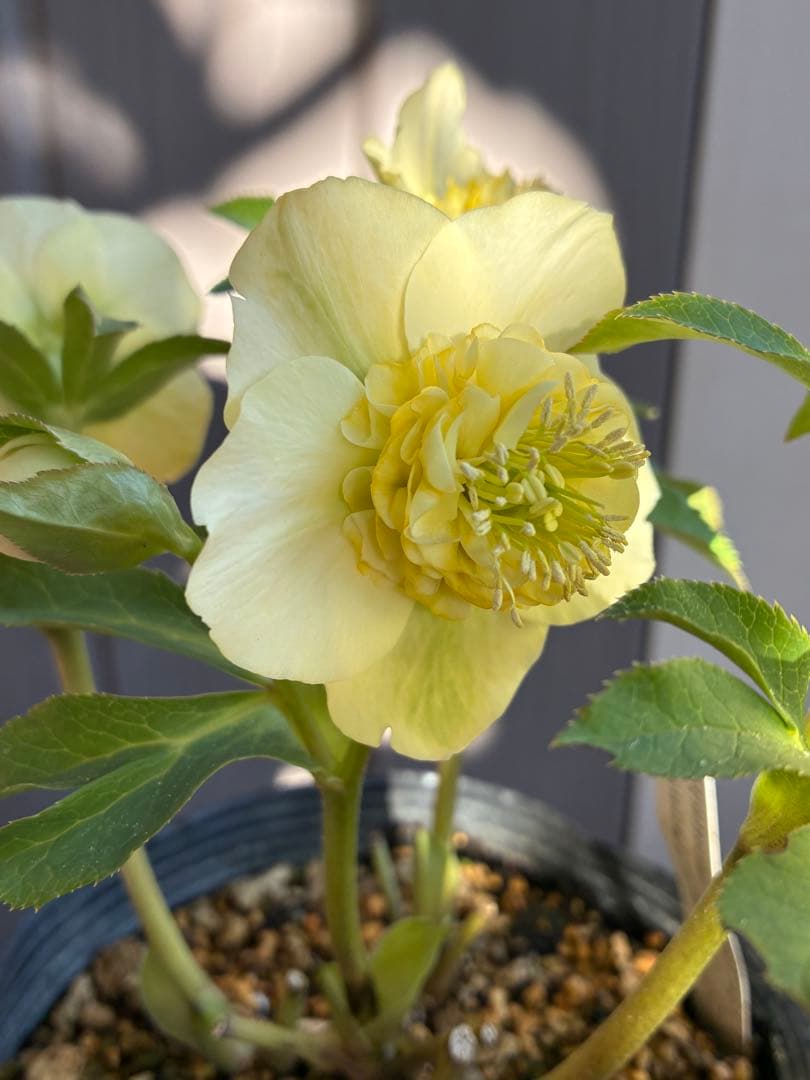 ♡加藤農園♡ モリモリセミダブル　丸弁整形花　充実株