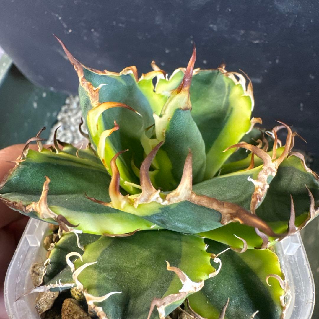 即決価格アガベ美形シーザー錦　黄覆輪　強棘