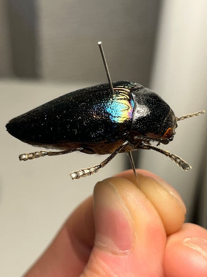 【34mm】ニジイロフトタマムシ フトタマムシ スハンダエ プラチナコガネ標本