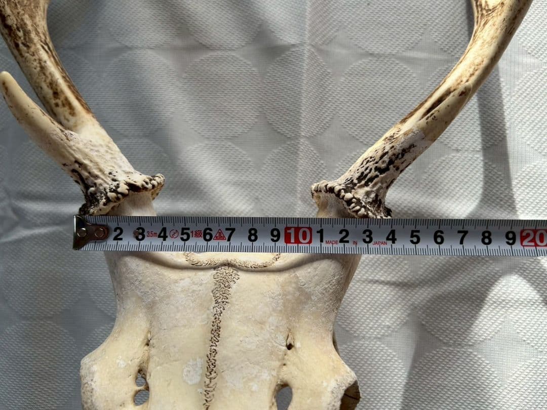 ④[1点もの] ハンティングトロフィー　鹿の角　頭蓋骨　日本鹿　スカル