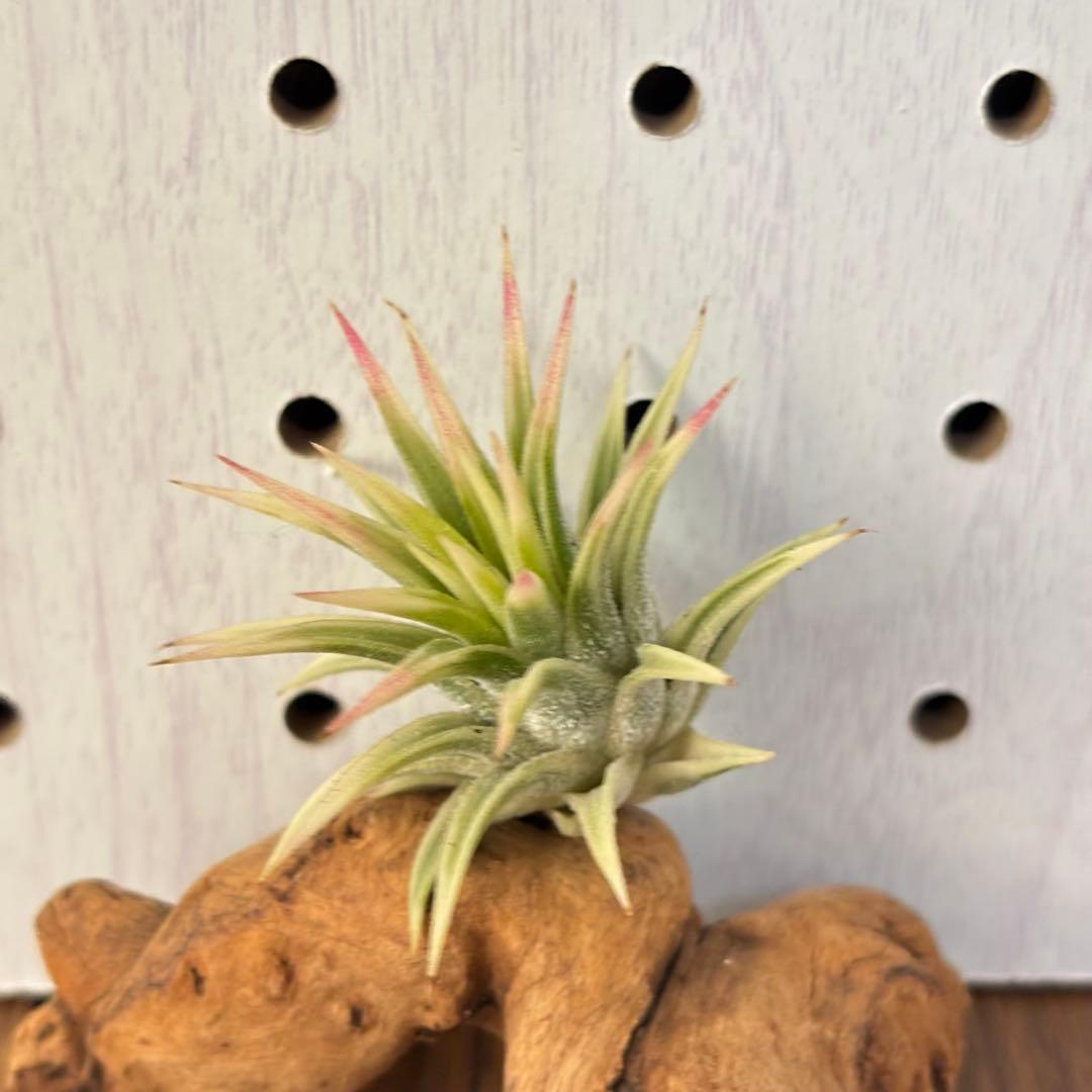 ★美斑★エアプランツ　チランジア　イオナンタ　アルボマージナータ