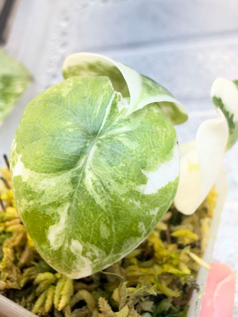 アロカシア メロ アルボ