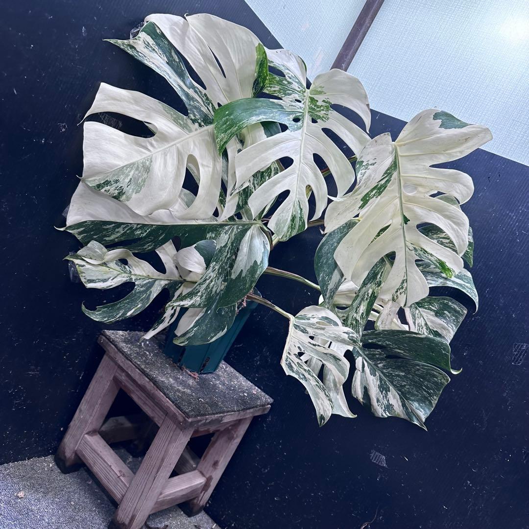 ゆ*う様 斑入りモンステラ ホワイトタイガー極美大株69cm白斑多