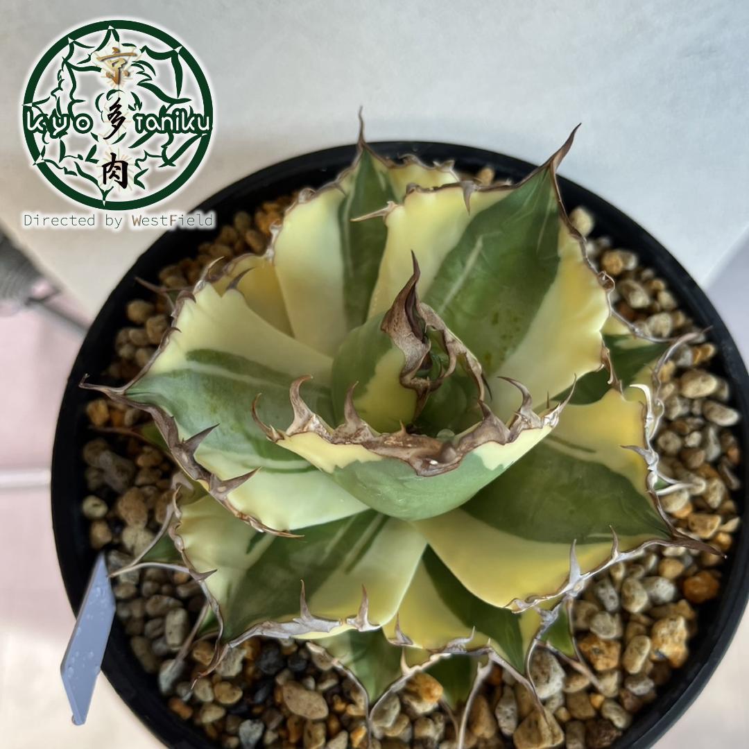 【良苗】アガベ　カリフォルニア　チタノタ　スナグルトゥース　親株販売