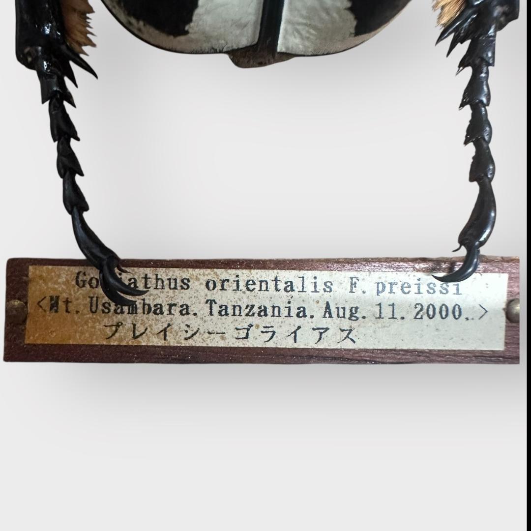 桐箱入り　　プレイシーゴライアス　 雄　オス　標本　　タンザニア産