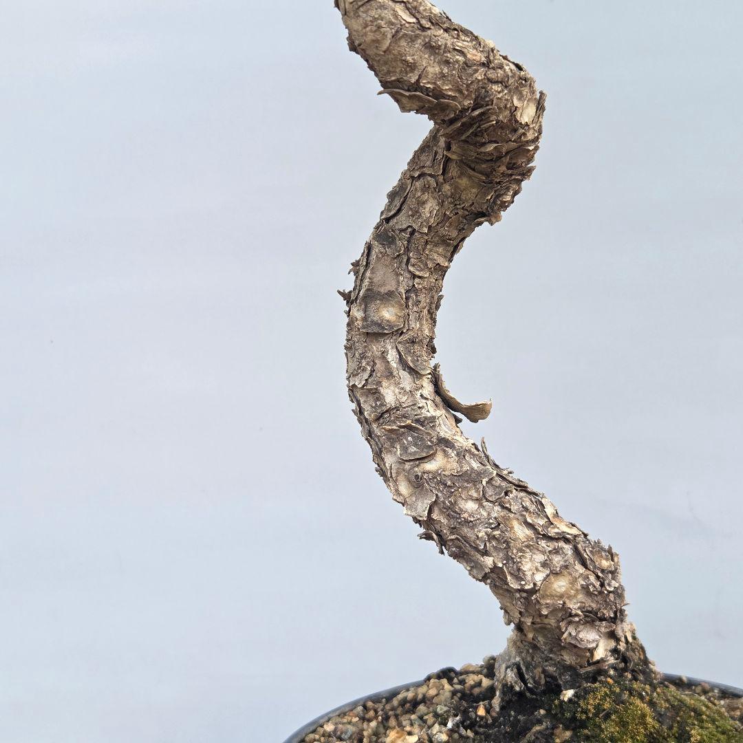 黒松　[文人風木]　中品盆栽