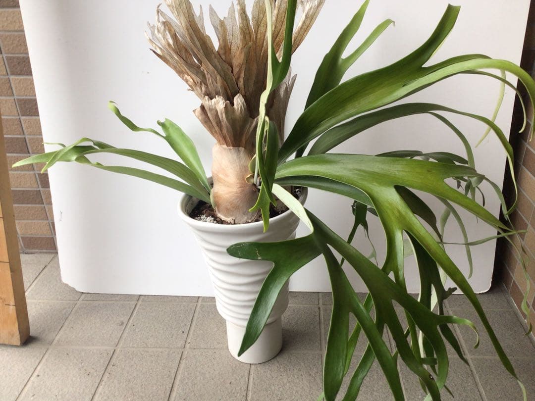 特選品‼︎ 外管理の為葉も厚いコウモリラン・ウインキーリキー陶器鉢入り