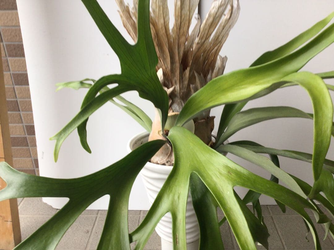 特選品‼︎ 外管理の為葉も厚いコウモリラン・ウインキーリキー陶器鉢入り