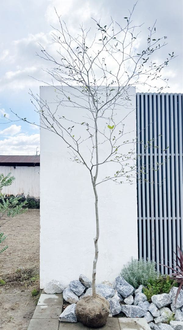 逸品。山採りアオハダ3.2M(鉢底から)