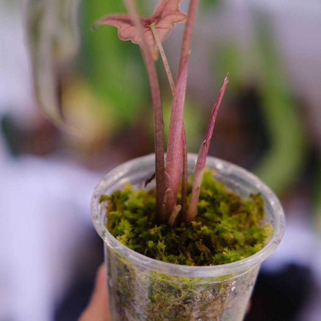 Alocasia Nobillis Pink\"K\"│アロカシア ノビリス ピンク