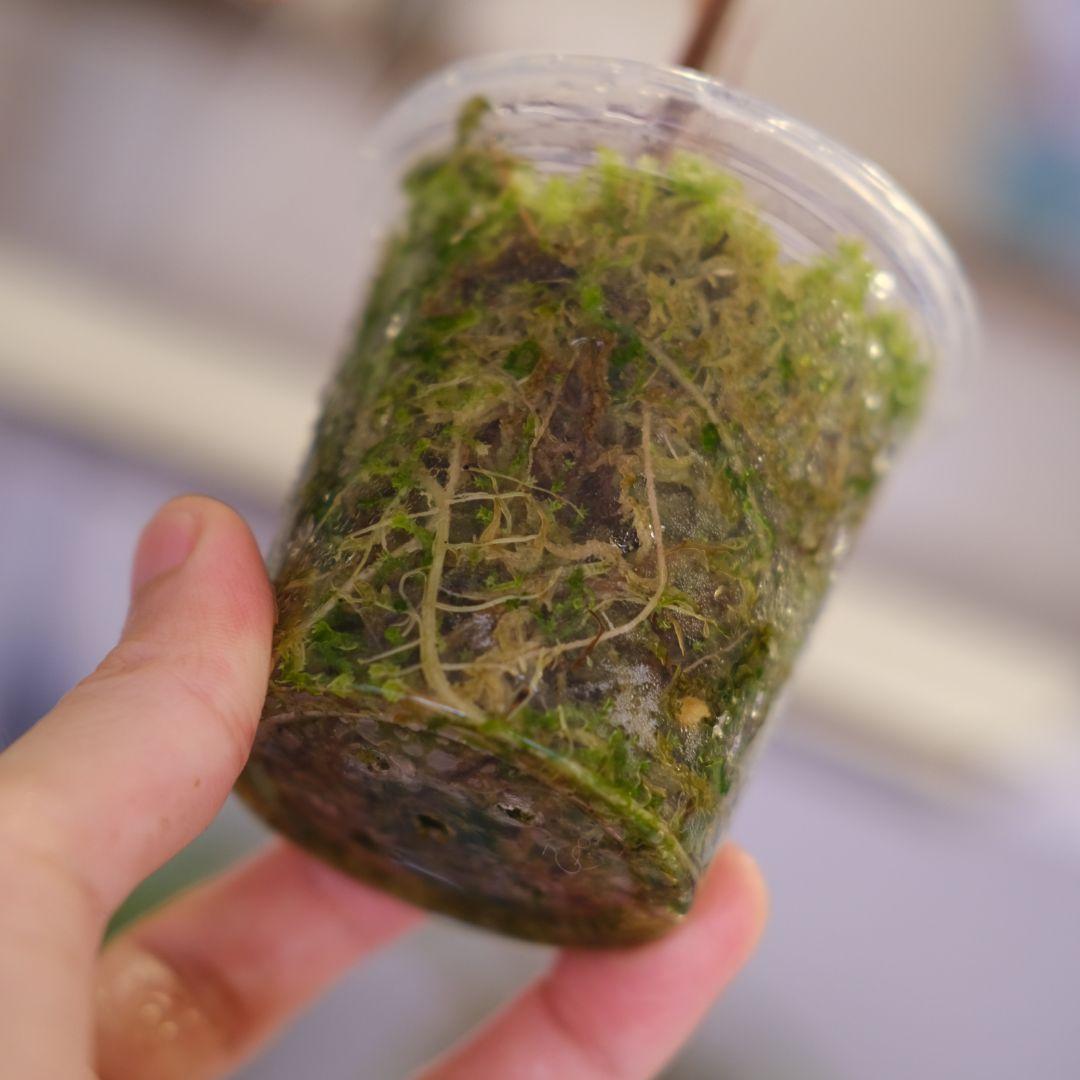 Alocasia Nobillis Pink\"K\"│アロカシア ノビリス ピンク