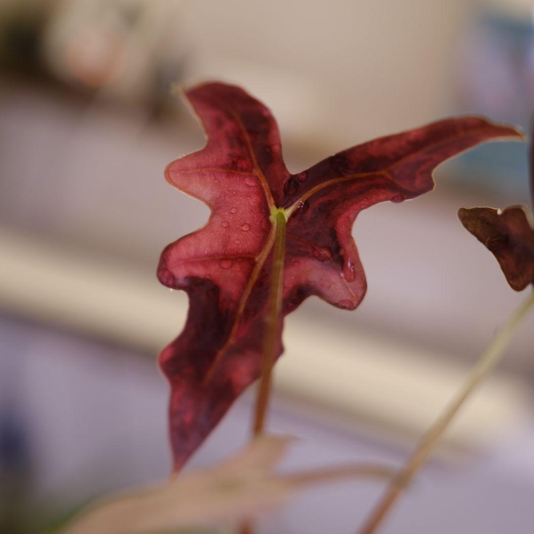 Alocasia Nobillis Pink\"K\"│アロカシア ノビリス ピンク