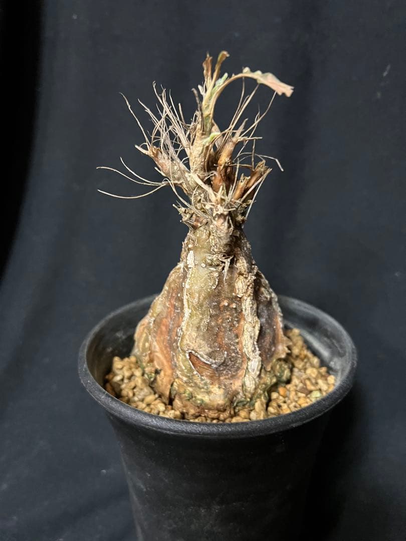 モモルディカ ロストラータ