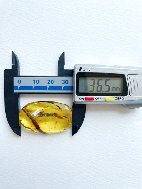 大粒　虫入り天然琥珀　植物片　化石　恐竜　夏休み　自由研究
