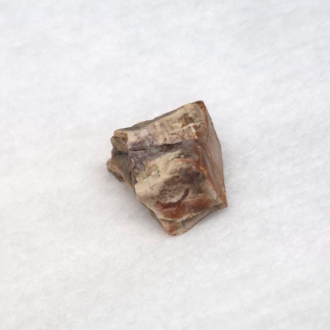 トリケラトプス 歯 化石 本物 10.93mm アメリカ産 tc9