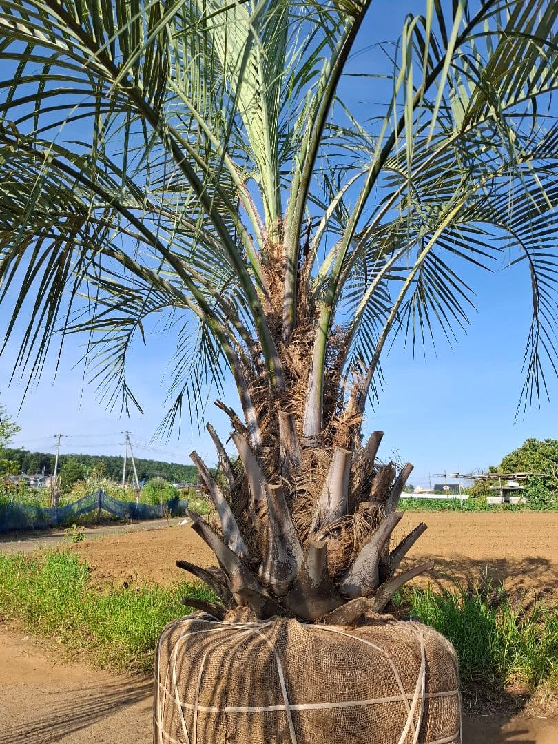 ココスヤシ ――蘇鉄 ソテツ ヤシ サバルヤシ アガベ ――