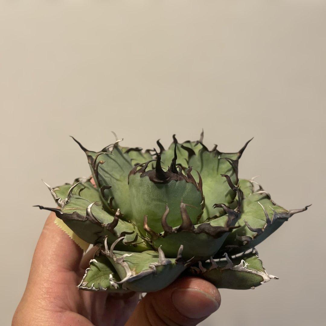 A083 アガベ 黒鯨