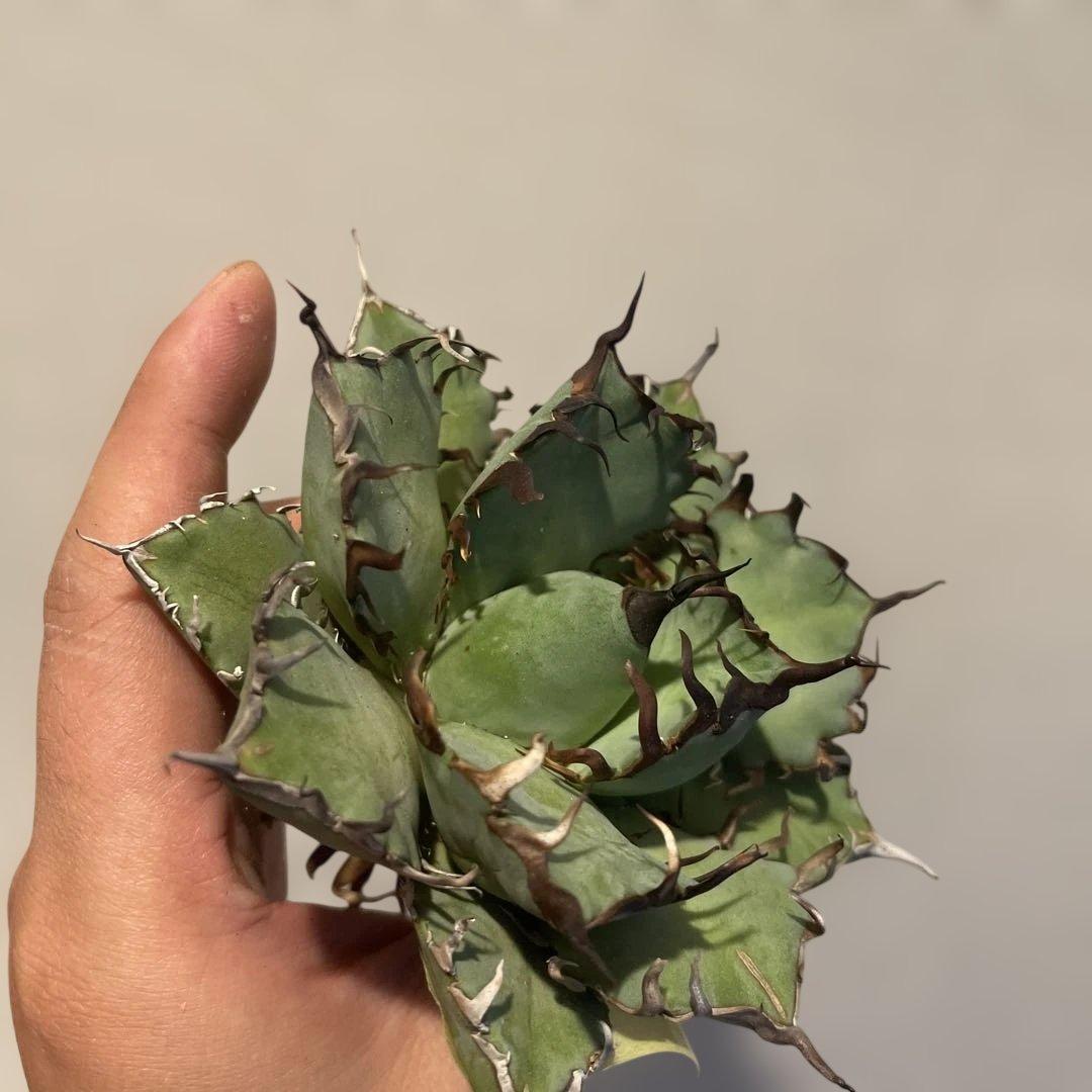 A083 アガベ 黒鯨