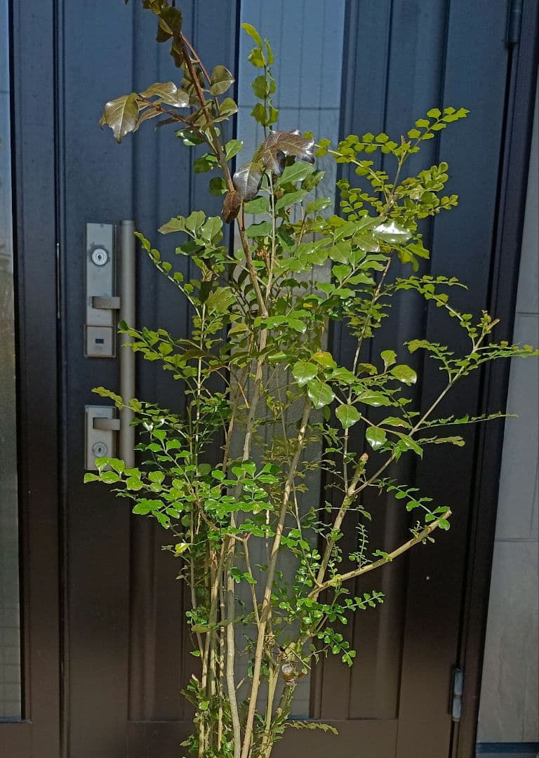 ♥大特価・特別販売特売・大量10本 ♥大絶賛中♥シマトネリコ苗木50～130㎝