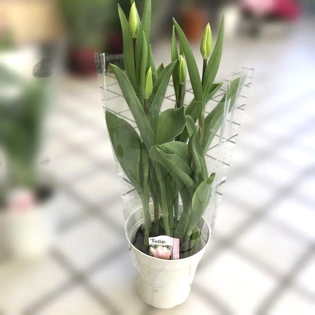 パルンチューリップ 7~8球植え 8鉢