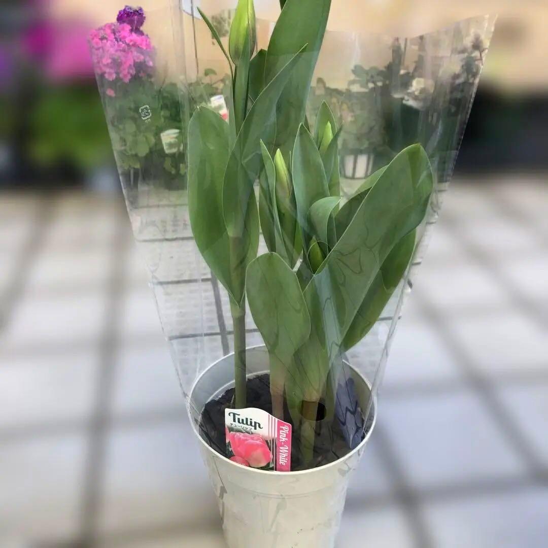 パルンチューリップ 7~8球植え 8鉢