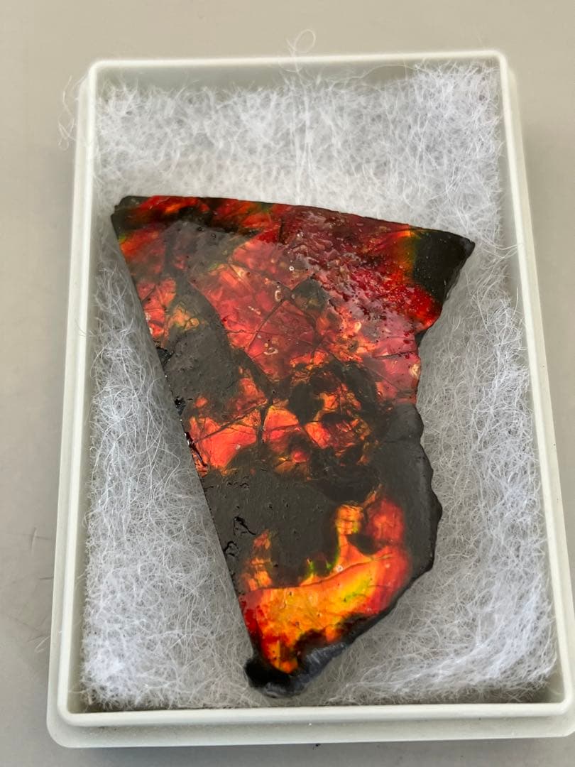 化石　原石　アンモライト　アンモナイト　カナダ産　幅4.4cm 箱付き