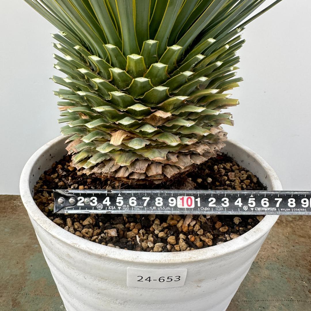 ユッカ　ロストラータ【24-653】超美形　シルバーブルー