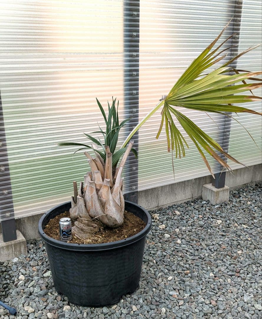 サバルヤシ　大苗　活性済 シンボルツリー　ヤシ