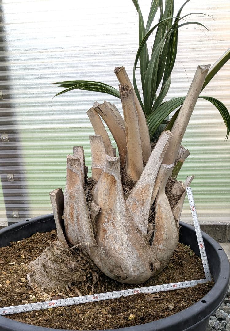 サバルヤシ　大苗　活性済 シンボルツリー　ヤシ