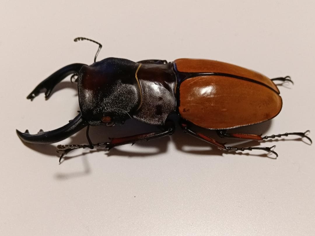 フェモラリスツヤクワガタ 標本
