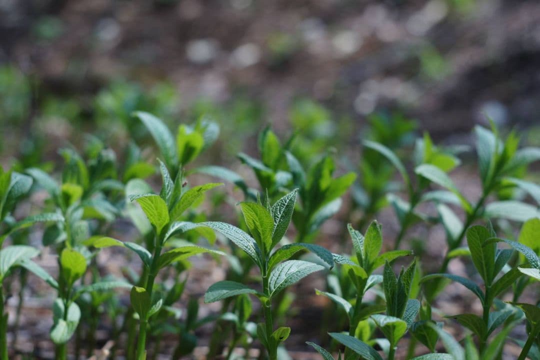 HELIOS 44-2 58mm f2 ゼブラ　初期型