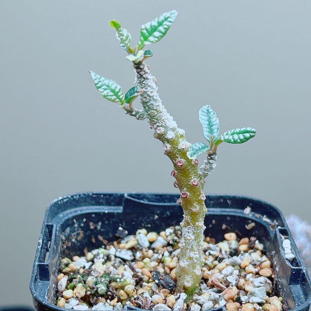 【早い者勝ち★発根済】　ドルステニア ギガス ブラータ 短葉 シルバーリーフ