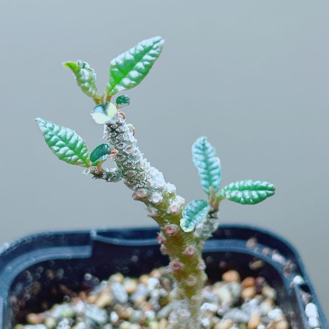 【早い者勝ち★発根済】　ドルステニア ギガス ブラータ 短葉 シルバーリーフ