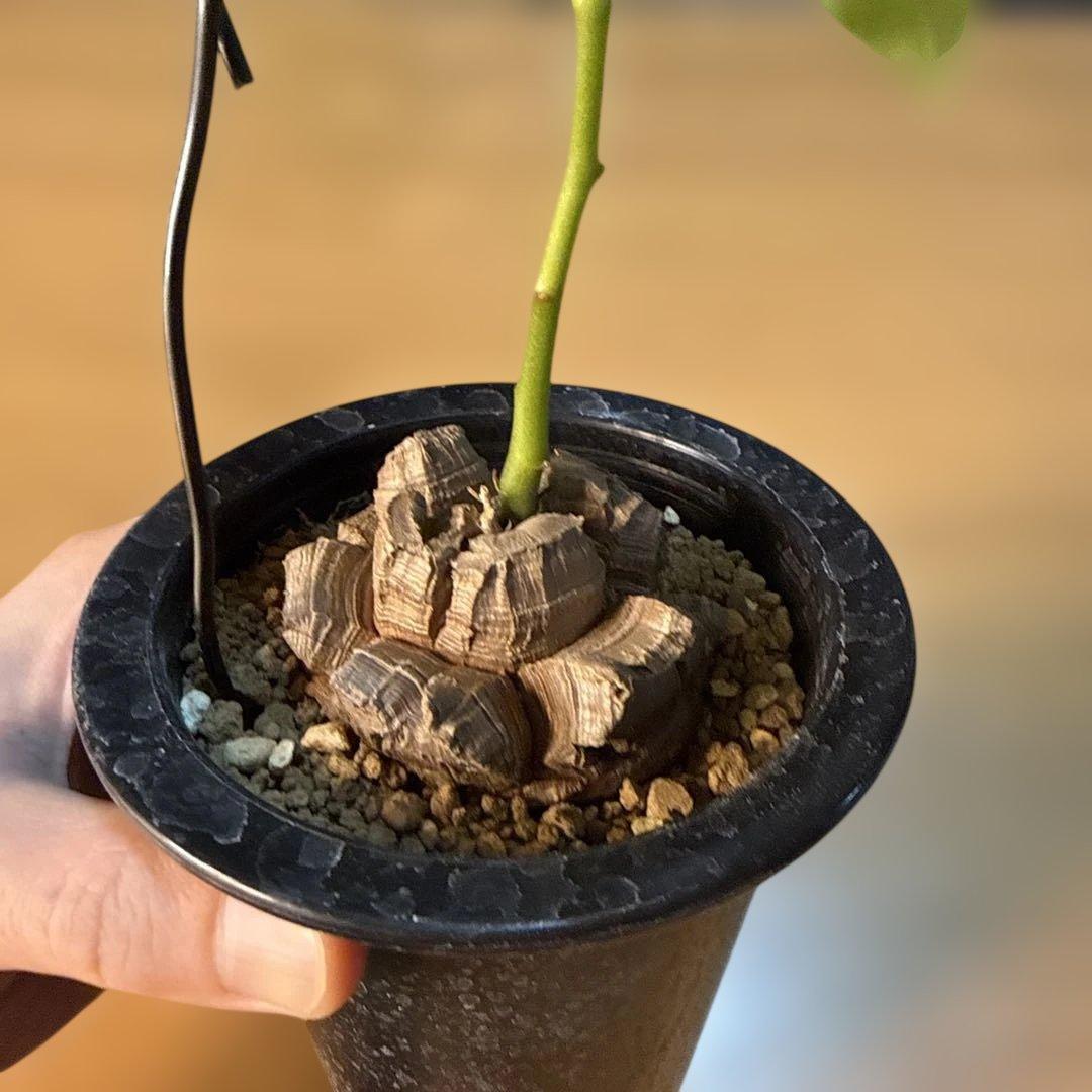 【極上】亀甲竜 5号ロングポット バキバキ 速達 塊根植物 コーデックス