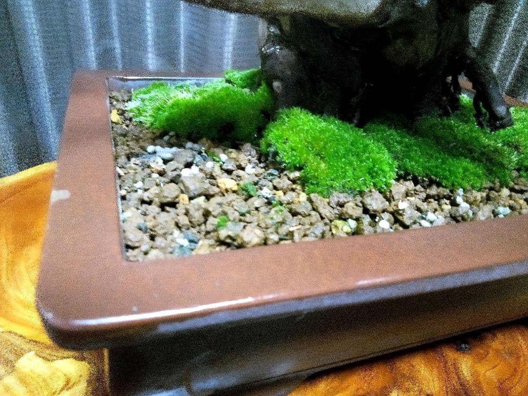 【貴風　真柏盆栽】　　　　　⭕太幹、舎利、神…価値有❗