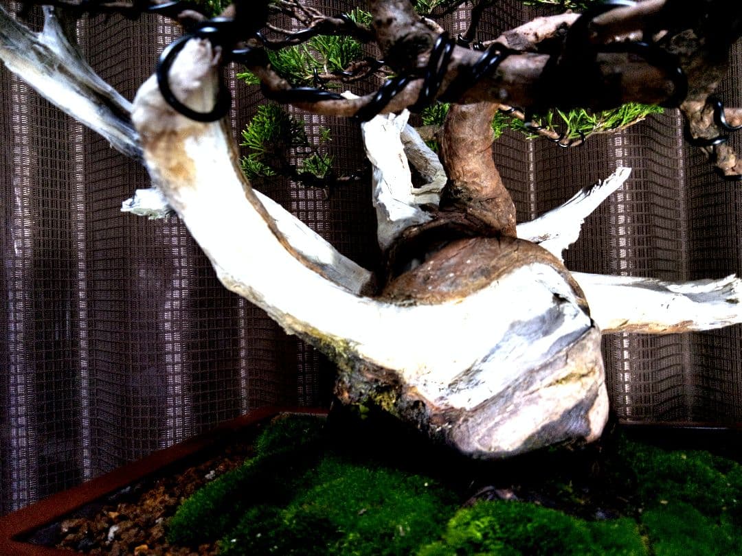 【貴風　真柏盆栽】　　　　　⭕太幹、舎利、神…価値有❗