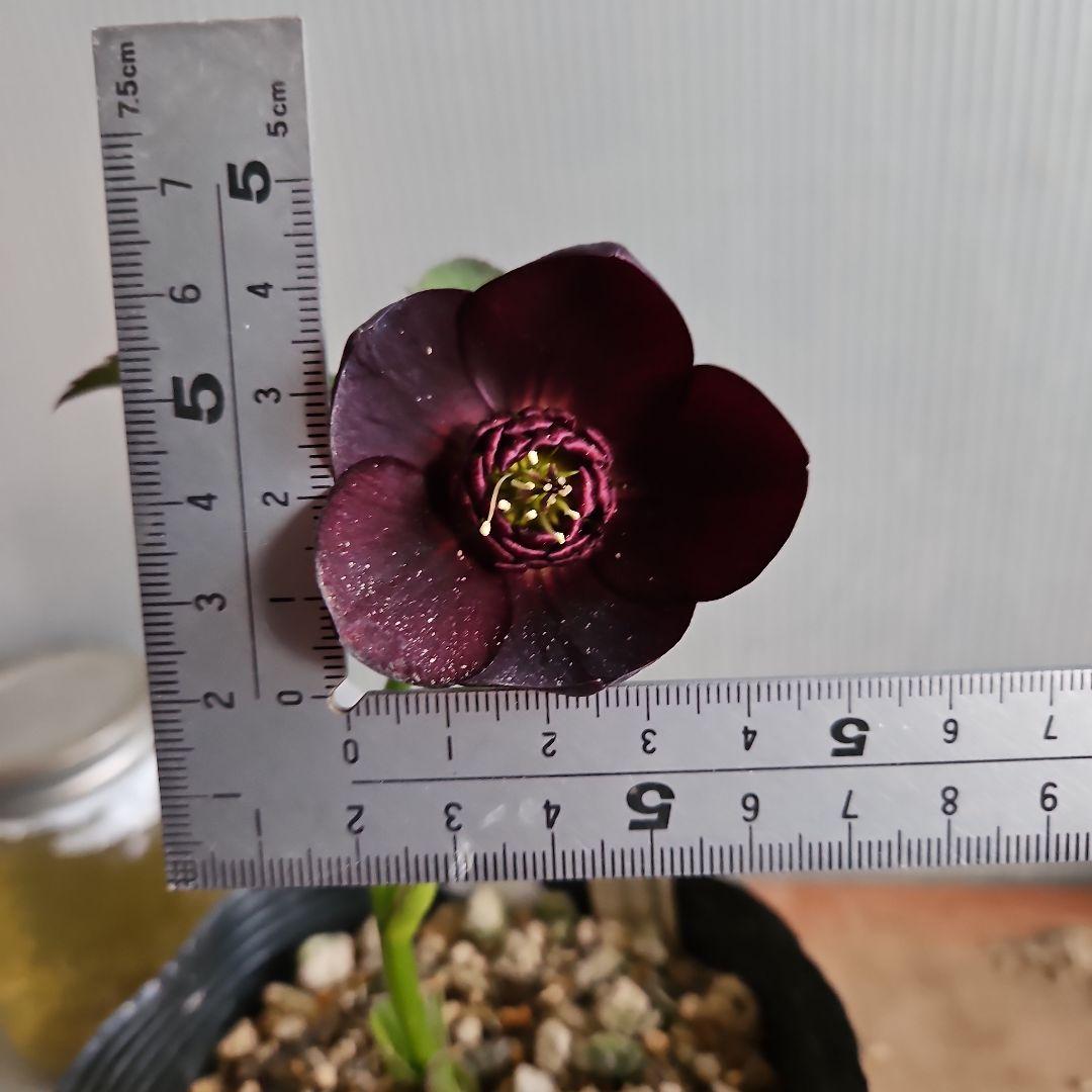 ㉖-433クリスマスローズ