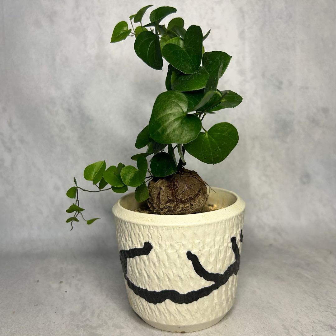 亀甲竜 (鉢入り) 4.5cm越え バキボコ割れ ディオスコレア　塊根植物