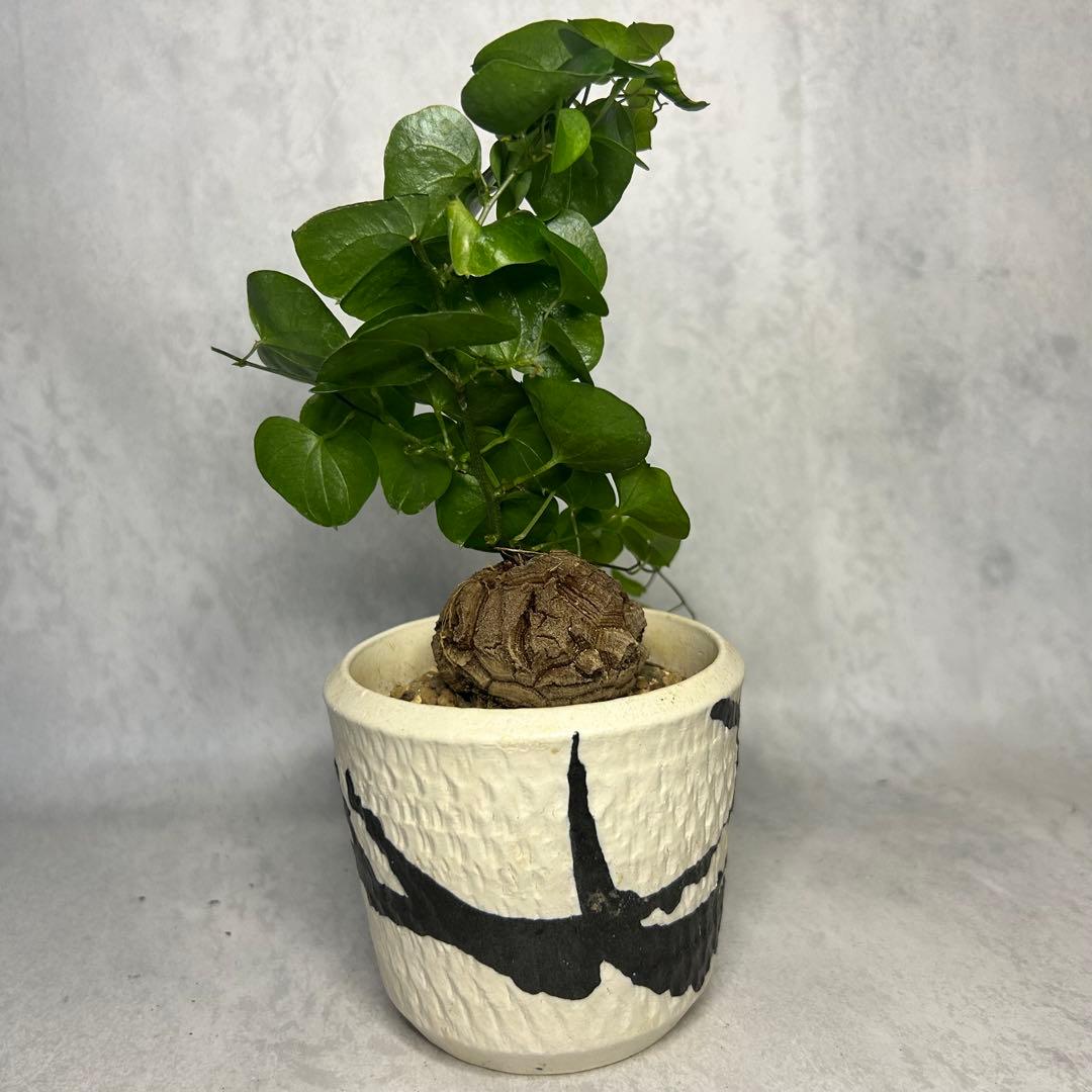 亀甲竜 (鉢入り) 4.5cm越え バキボコ割れ ディオスコレア　塊根植物