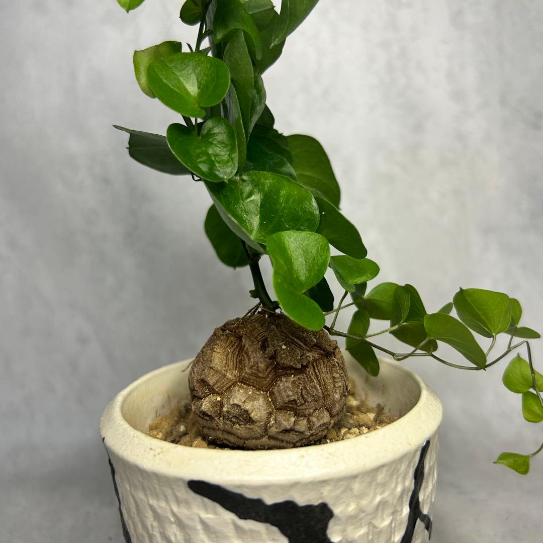 亀甲竜 (鉢入り) 4.5cm越え バキボコ割れ ディオスコレア　塊根植物