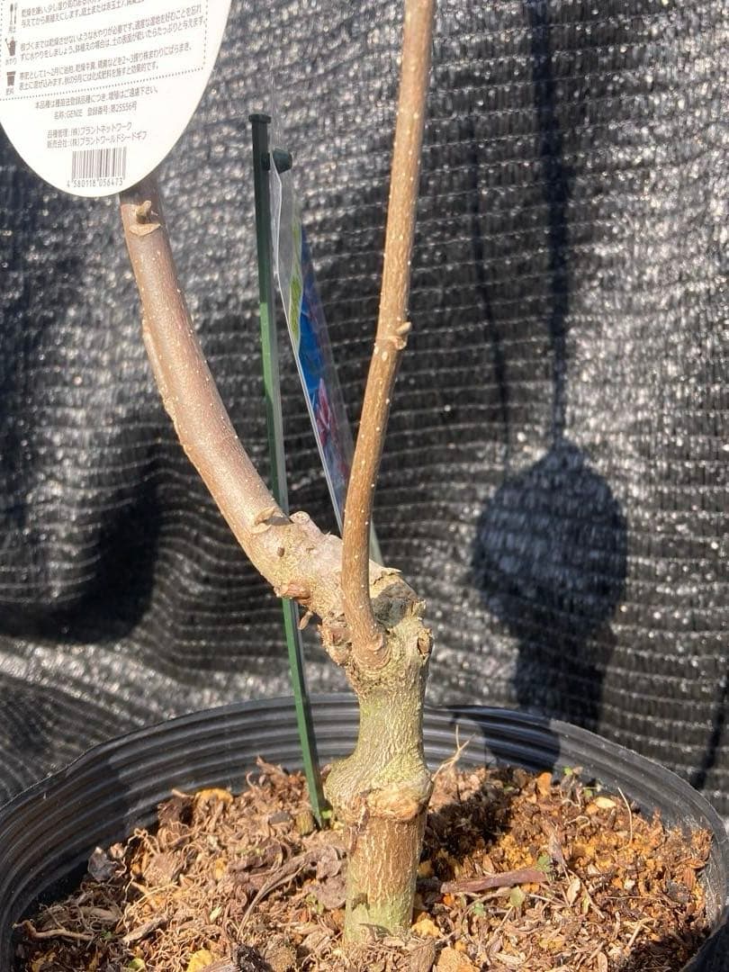 ①*:ஐ矮性で鉢栽培も可能‼︎魅力的な花色‼︎*:ஐモクレン・苗木【ジェニー】6号