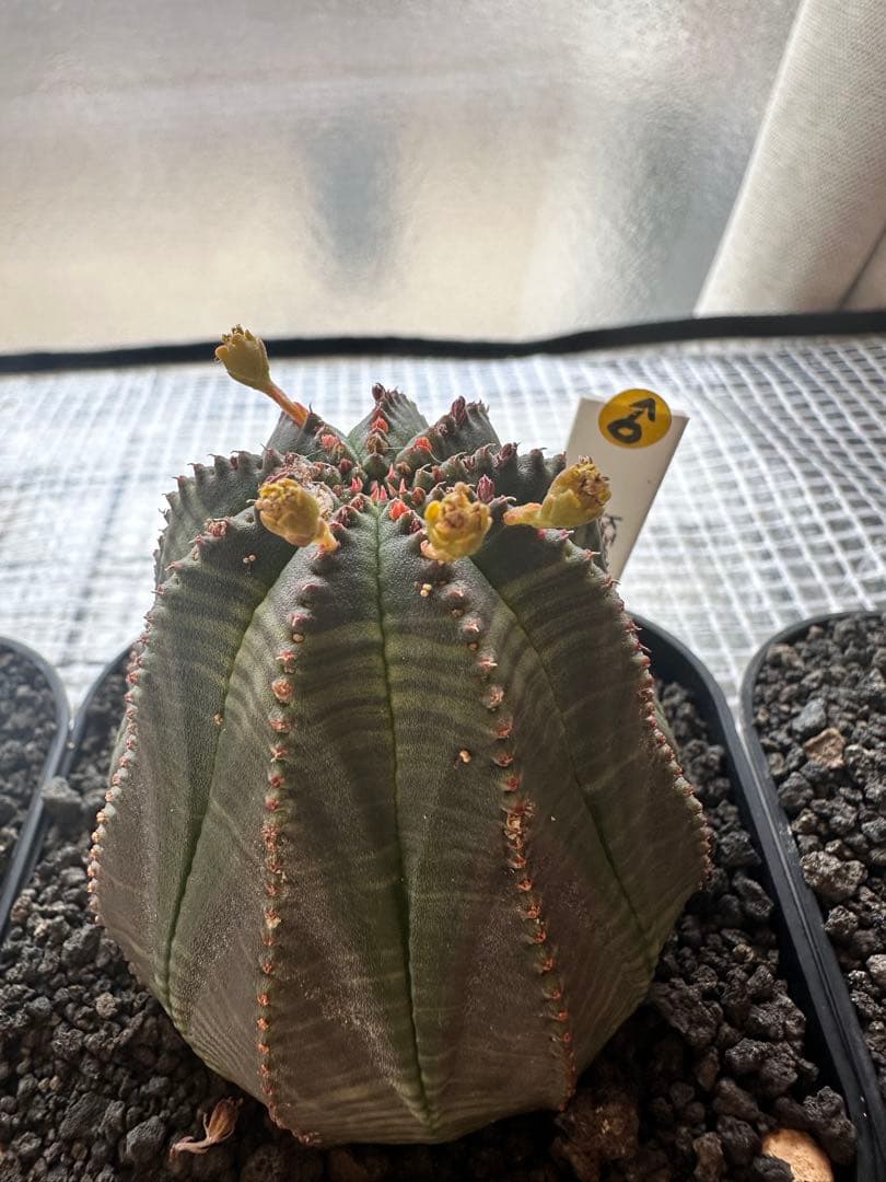 ユーフォルビアオベサ　雄雌セット4株