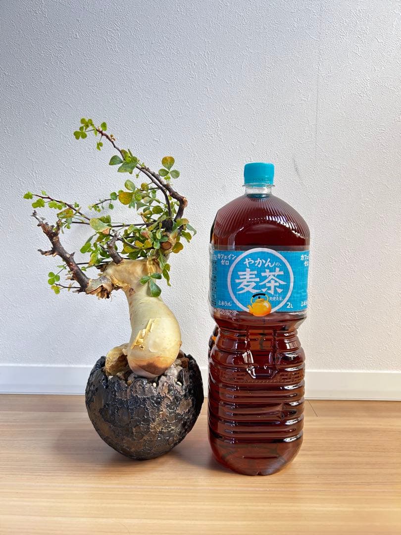 【発根済】コミフォラカタフ ピュア ソマリア産 中川智治