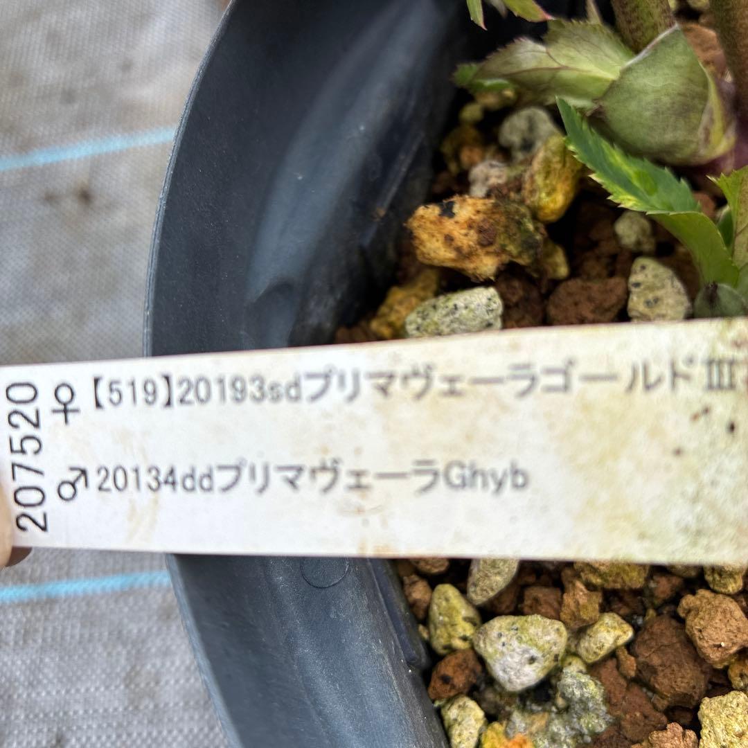 クリスマスローズ　プリマヴェーラ　６寸 加藤農園