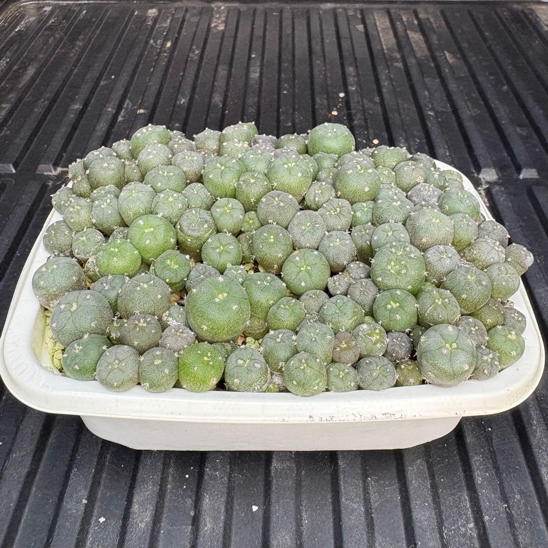 ★☆銀冠玉いろいろ③ 実生☆★